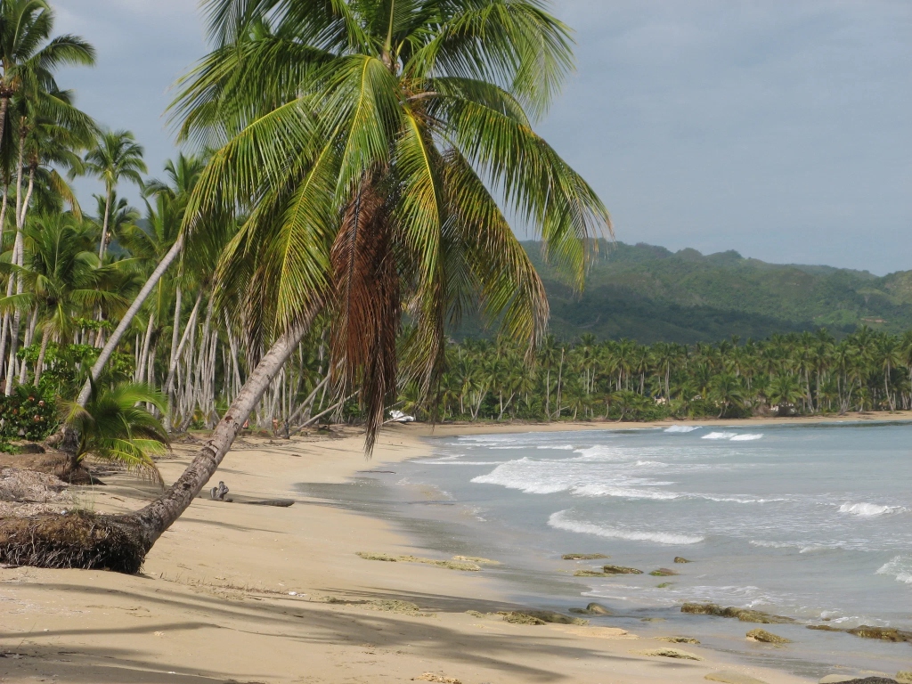 Playa Cosón Palmera